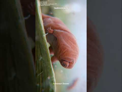 This Animal Can Survive in Space! Meet the Tardigrade — Earth's Indestructible Water Bear