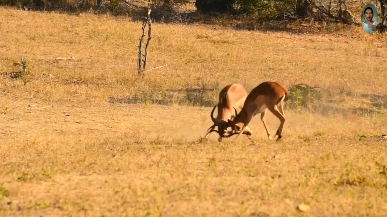 The deer vs a deer and  lioness.