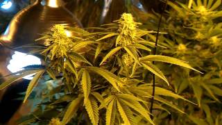 Medical grow flowering week 3-4