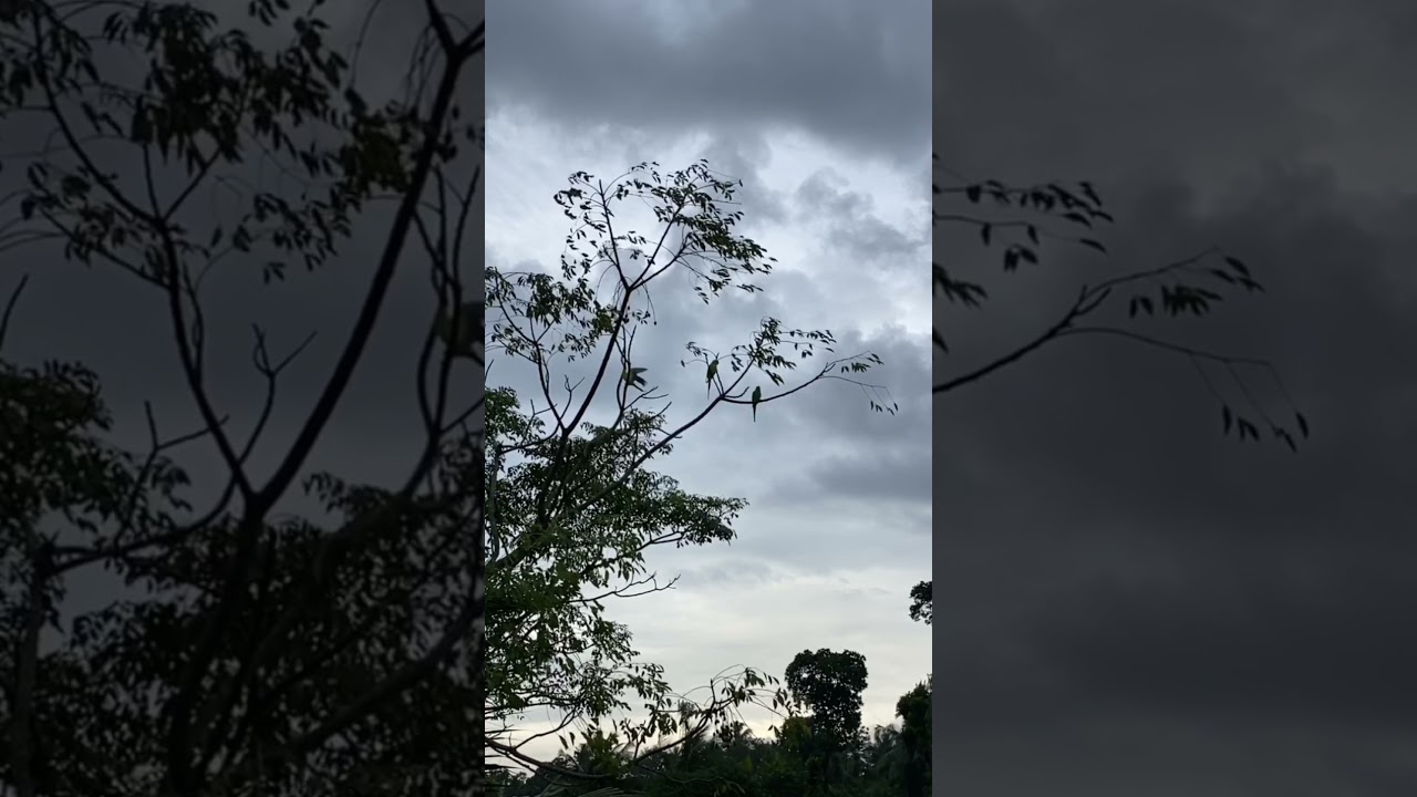 Parrots take off & landing slow motion