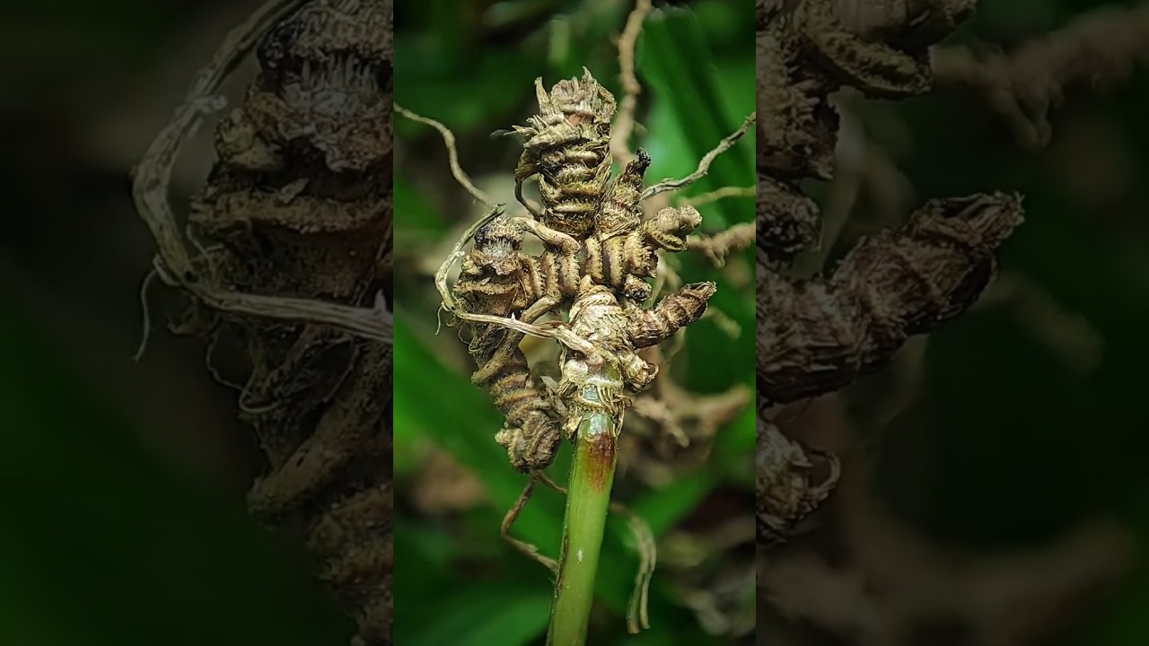 Amazing Nature Macro 👉📸🍂🍀Grass Root Close-up🪷🪷🏵️ 