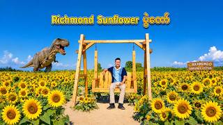 Richmond Sunflower Festival | Beautiful Sunflower Field in Richmond, BC, Canada | DJI pocket 4P 