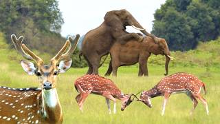 wild animals  live | jungle safari live  | relaxing nature forestry sounds