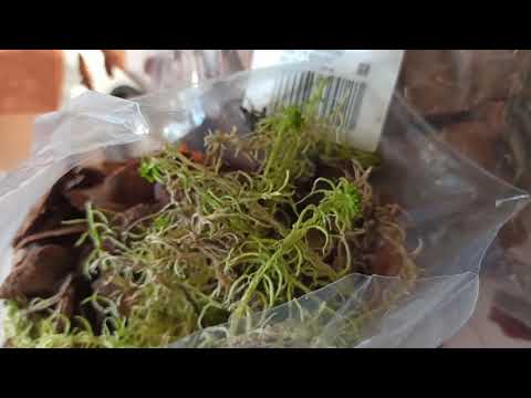 Video: Kakšna je razlika med mahom sphagnum in šotnim mahom?