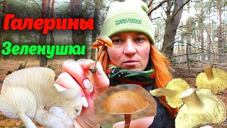 картинка: ЯДОВИТЫЕ И СЪЕДОБНЫЕ ГРИБЫ в сосновом лесу после морозов