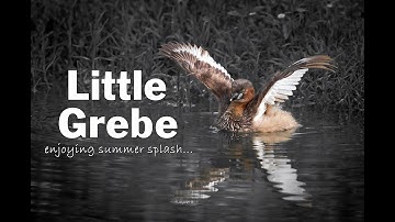 Little Grebe ~ Dabchick ~ Tricolored Greeb... Do you feel like jumping into Pool after seen this?