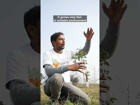Video: Indian Rosewood Care: Informationen zum Anbau eines indischen Rosenholzbaums