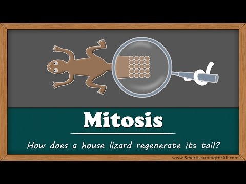 Mitosis - Why does a lizard&rsquo;s tail grow back? | #aumsum #kids #science #education #children