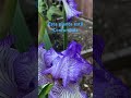 Iris africana hermosa