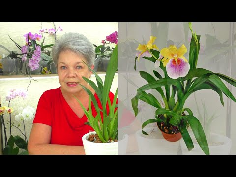 Video: Hur Man Får Cattleya Att Blomstra