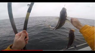 Haddock Fishing on Eastmans Fishing Fleet - December 2020 - Slow but fun