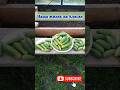 Самые УРОЖАЙНЫЕ и ВКУСНЫЕ ОГУРЦЫ ДЛЯ ВЫРАЩИВАНИЯ в любом климате 🥒 Конец огородного сезона на Аляске