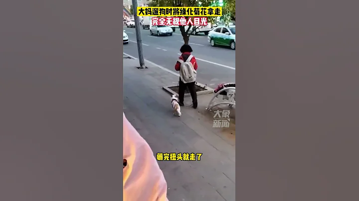 10月12日吉林安圖，大媽遛狗時將綠化菊花拿走，完全無視他人目光 - 天天要聞