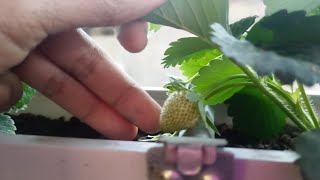 PLANTING CALIFORNIA JUMBO STRAWBERRIES IN LOWLANDS