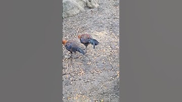 gà rừng tơ của hlau youtube.Hlau youtube cov me nyuam lau qaib dib zoo raug