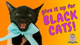 Black Cats Have Cast a Spell on Me! by Kitten School 1,088 views 2 years ago 4 minutes, 3 seconds