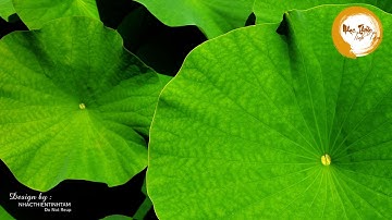 Nhạc Thiền Tĩnh Tâm An Lạc Ngủ Ngon - Nhẹ Nhàng Thư Giãn Giảm Căng Thẳng Hiệu Quả - TUYỆT VỜI