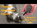 Спасли птенца трясогузки и подкинули в чужое гнездо! ;) How a wagtail chick was saved.