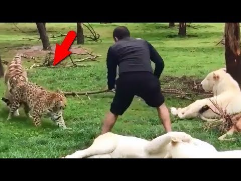 ცხოველები რომლებსაც საოცარი დაცვის უნარი აქვთ