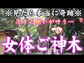 【✨奇跡の御神木🌲】※見たら1分以内に再生して下さい⚠️もし逃したら二度とありません※見たあと良いことが起こります。本当に不思議なパワースポットです🌈✨⛩️佐賀県鏡神社【遠隔参拝】【リモート参拝】