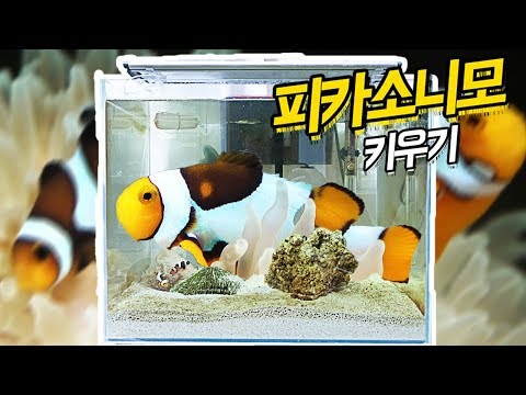 <strong>해수어항</strong> 셋팅