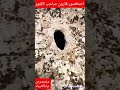 اكتشاف احد قصور قارون قارون كنوز قارون قصص الانبياء 