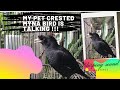 MARTINEZ BIRD|| CRESTED MYNA BIRD|| CHIRPING SOUND|| MIMIC BIRD|| PHILIPPINES || Shiekurt vlog