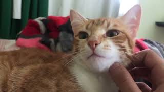 Cat Purring Engine 600+ Horsepower