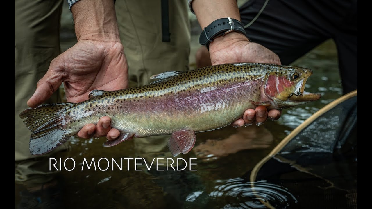 RIO MONTEVERDE A Unique Costa Rica Trout Fishing Experience YouTube