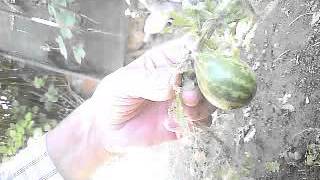 l Anguria piu piccola del pianeta screenshot 2