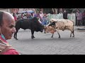 || Angry Bull Fight on road || Must watch | Don"t miss it | Full entertainment 😂