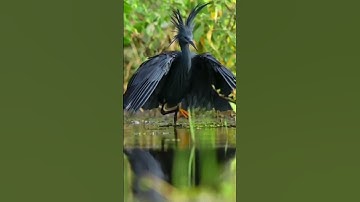 هذا خلق الله! سبحان الله🤎 #تلاوة_خاشعة #سورة_لقمان #قران_كريم