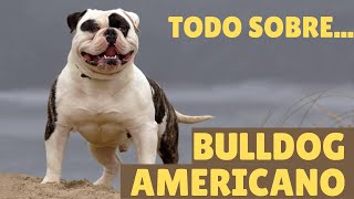 EL BULLDOG AMERICANO.