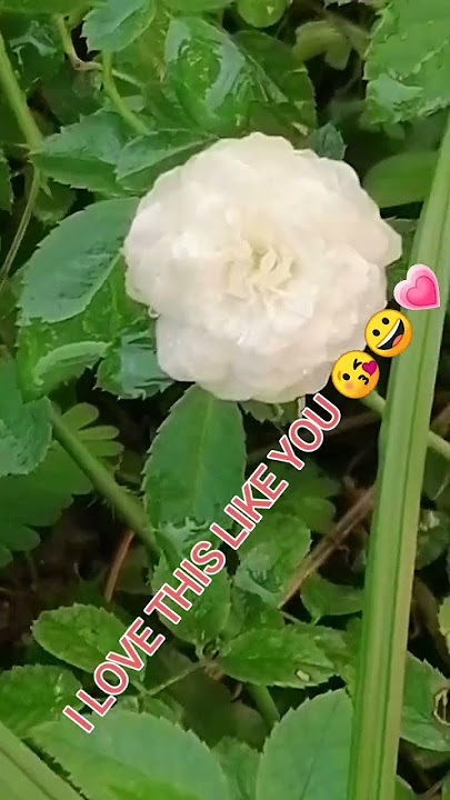 food of my eyes #shortvideo #enjoy #love #nature #flowers #viral #naturelover's