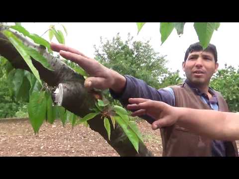 Video: Sarı Kiraz Nedir – Büyüyen Sarı Kiraz Ağaçları Hakkında Bilgi Edinin