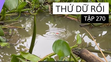 Tập 270 - Câu Cá Rô Đồng Dính Toàn Cá Chốt Sọc Kéo Phao Liên Tục