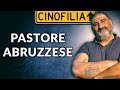 Pastore Maremmano Abruzzese | Maremma Sheepdog - Ignoranza e Lealtà (ENGLISH SUBTITLES)