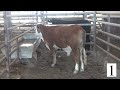 Steer 1 Weight 640 Feeder Calf