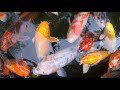 Koi Fish Relaxation 4K Video ( Chill / Zen / Screensaver / Calming / Wallpaper )