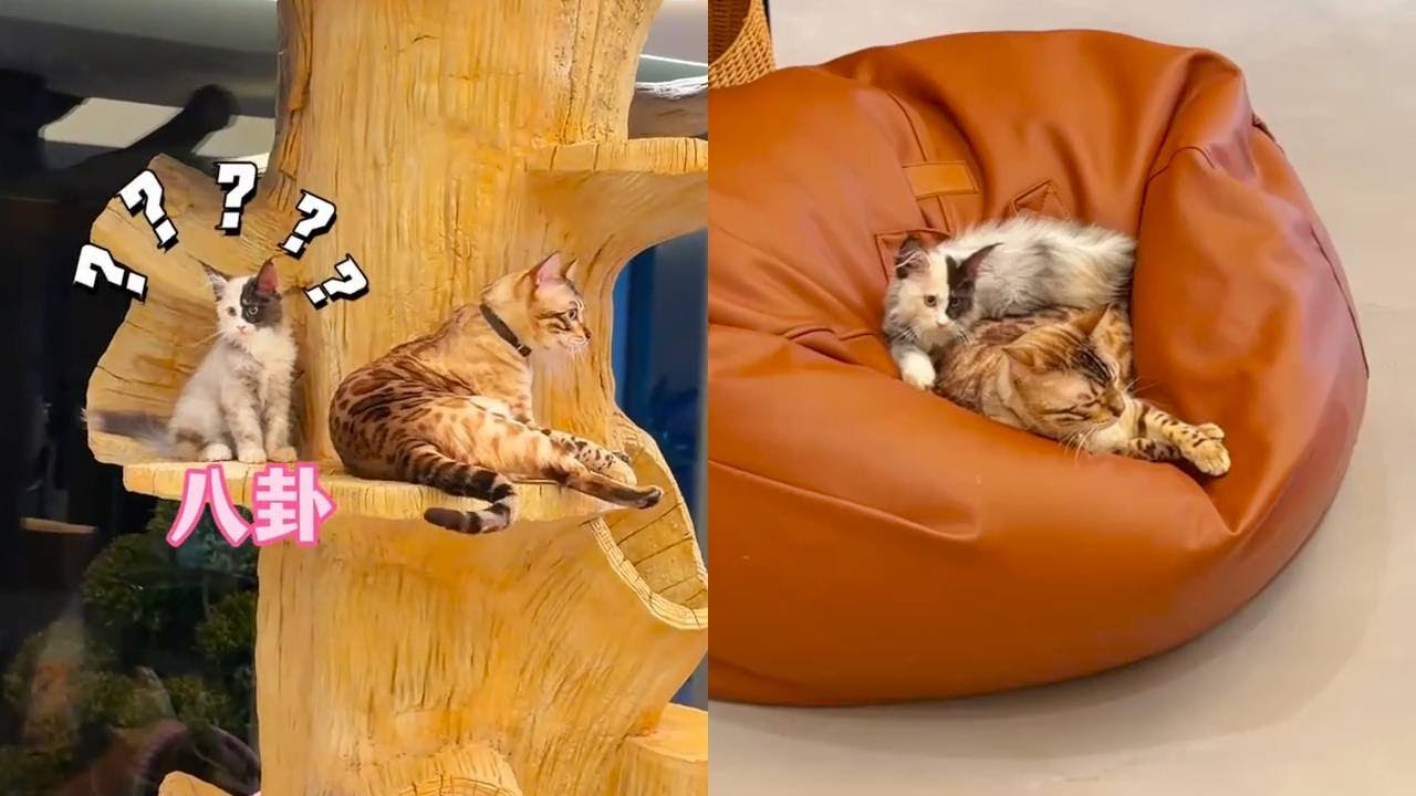 八條的妹妹叫八卦……網友的腦洞太大了！希望能和八條相處開心#豹貓八條 #小鋒小志 #貓咪小院