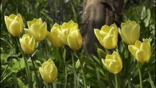 SHOLAWAT BUSYRO LIRIK COVER BY RISA SOLIHAH