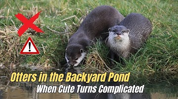 Otter met een donkere kant in uw achtertuinvijver ❌ Feiten over otters