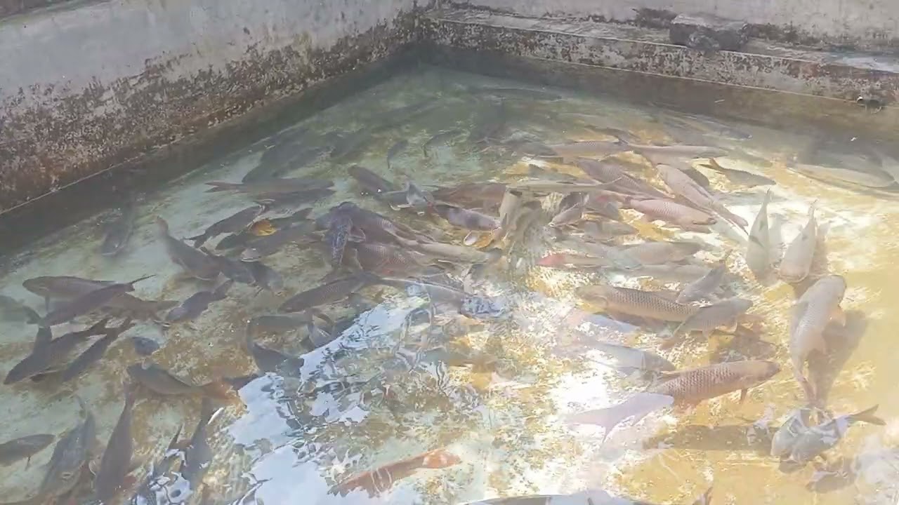 #fishing all fishes a tank #fish  a rohu and china 