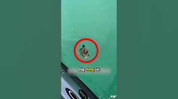 Giải cứu rùa biển khỏi 