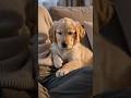 Sleepy Puppy Tries Staying Awake Beside Owner Then Gently Gives In