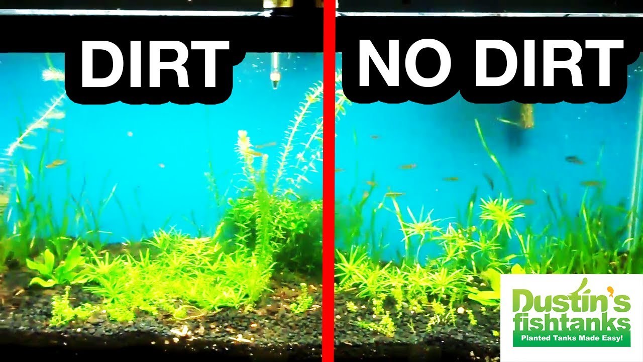 Dirt Vs No Dirt Proof Planted Tank Substrate Time Lapse Of Growth Youtube,What Is A Vegetarian