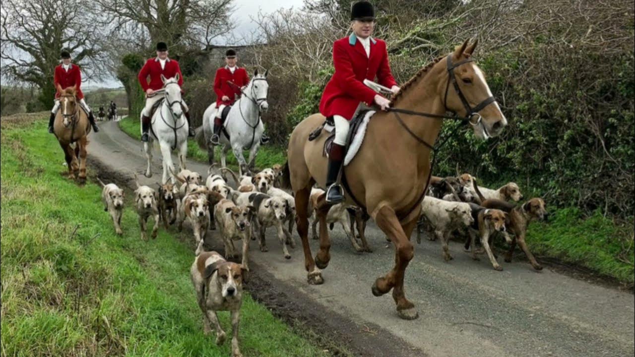 Fox hunting. Королевская охота на Лис в Англии. Охота в лесу. Охота в Британии.