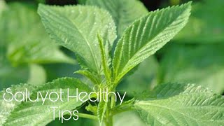 SALUYOT Healthy