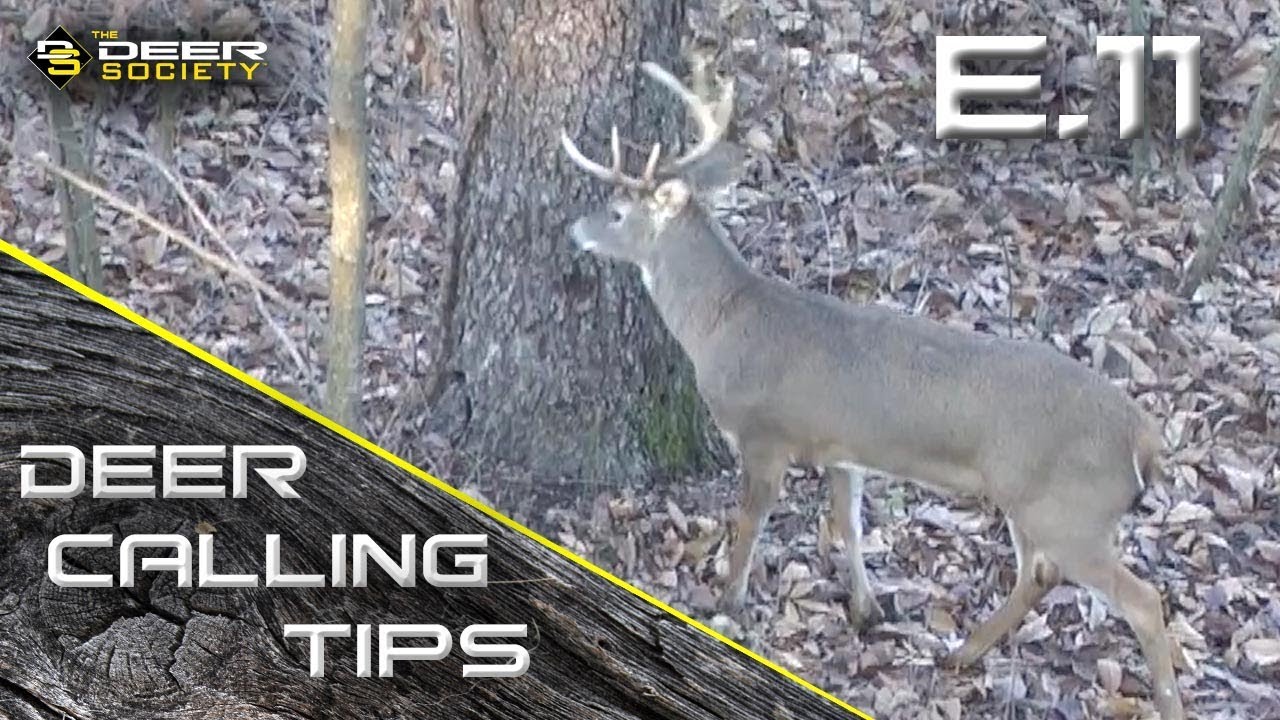 Deer Calling Tips E.11 "Trailing Grunts" YouTube