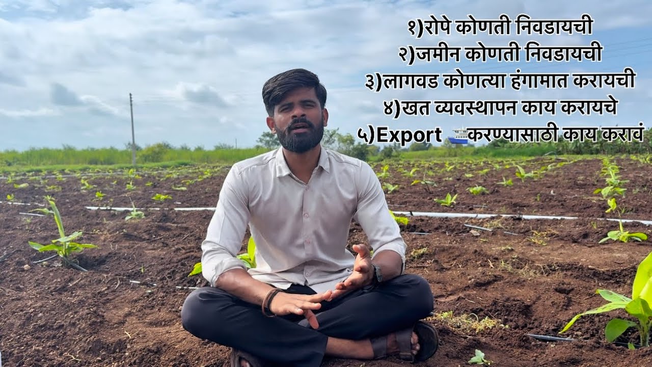 केळी लागवड संपूर्ण माहिती/ केळी पीक लागवड व व्यवस्थापन #farming #modernfarmer #banana #agriculture 